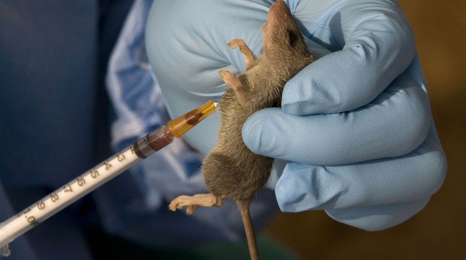 Lassa Fever deaths hit 183